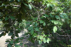 Diospyros chloroxylon